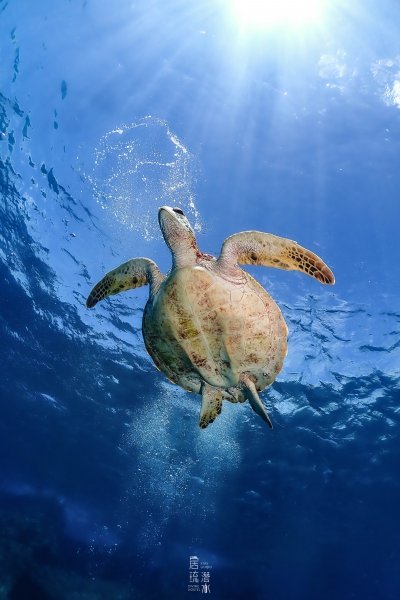 小琉球潛水之～海龜我來啦！1795883