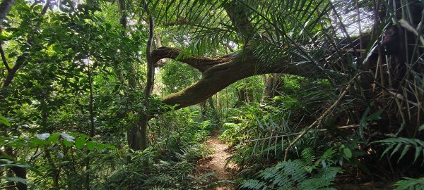 2025/08/09_赤柯山+東獅頭山步道2856310