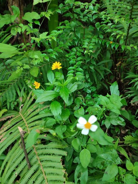 二趴子植物園2218635