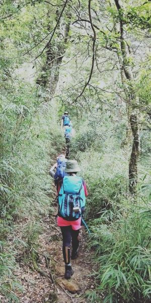 加里山杜鵑嶺o縱走封面