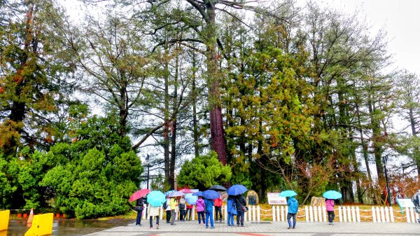 《青玉案・福壽山櫻》2712358