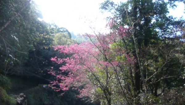 拉拉山國有林自然保護區799215