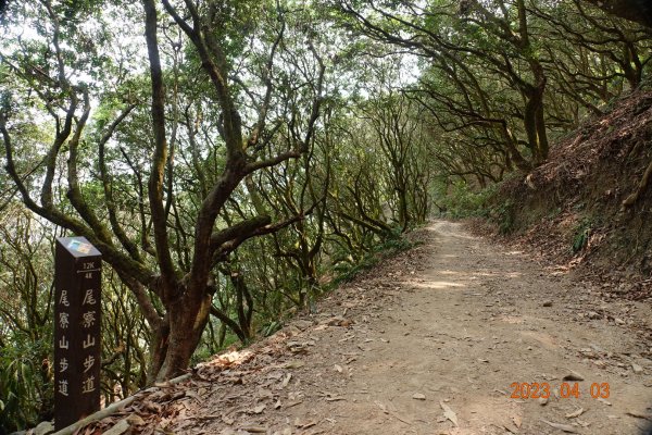 屏東 三地門 尾寮山2100613