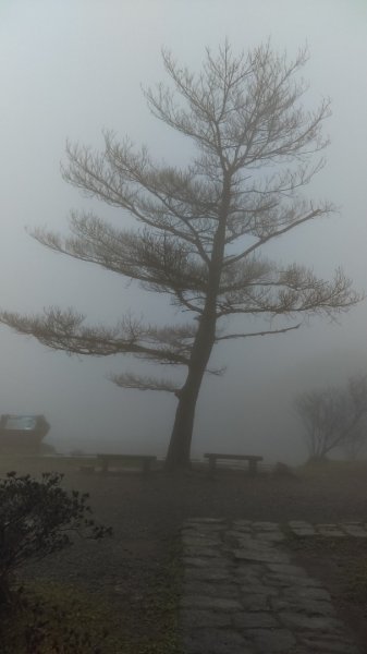 【臺北大縱走1】雲霧的二子坪面天山向天山809242