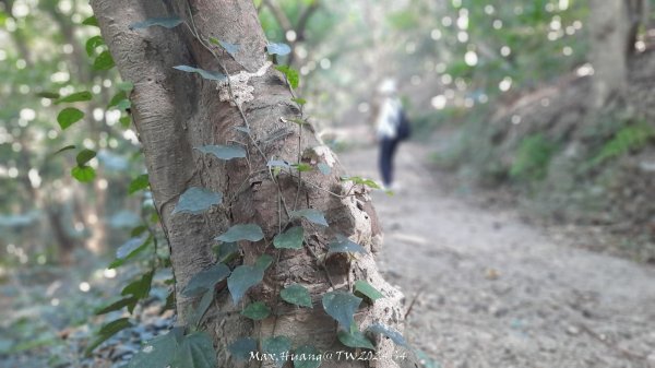 《彰化》卦山少林｜花壇西來園（銀行山）登山步道202412012657891