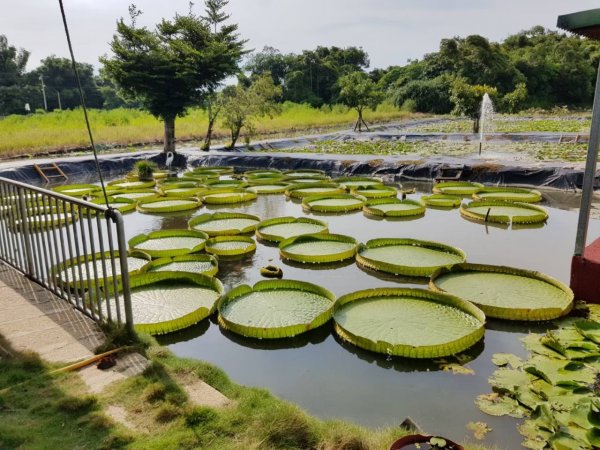 老銃櫃步道，三聯埤落羽松步道，金門觀止及翟山步道，台中知高圳步道1659398