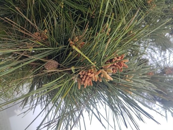 梅山鄉撿山頭2449374