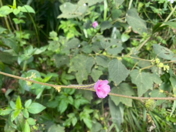 三寶山(烏心石山.鳩州嶺.尖凍山)步道【變成夢魘的大秘寶】2639863
