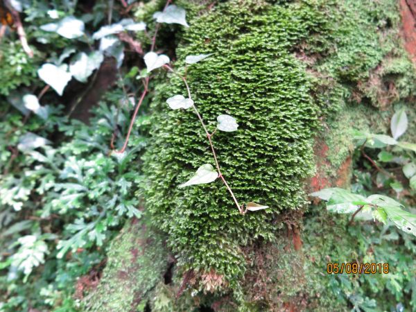優質漂亮的東滿步道392654