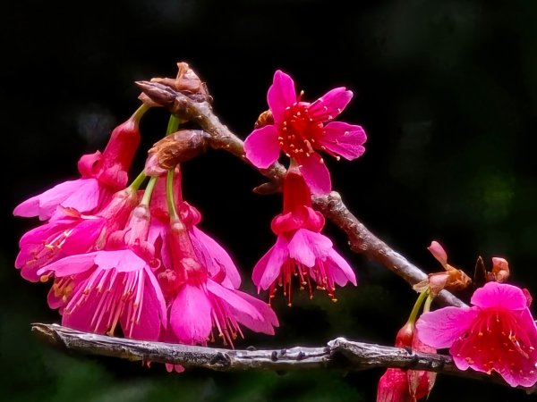 台中大坑9號／9之1／6號／7號O繞3連峰（西平山／平和山／大山母山）2709822