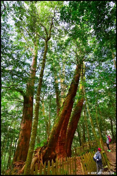 千年的對話~鎮西堡巨木森林 B區234440