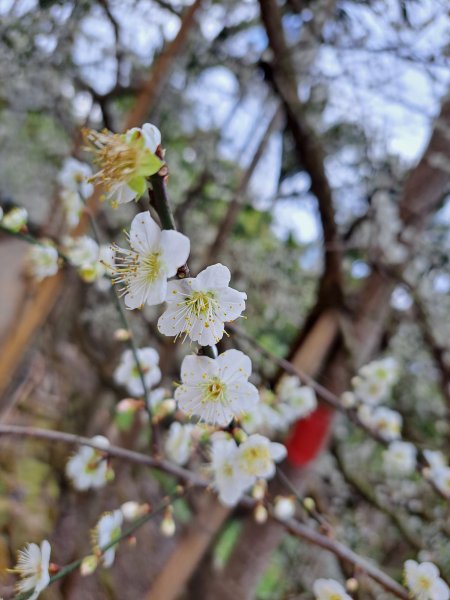 水里牛轀轆山賞梅花202301151996628