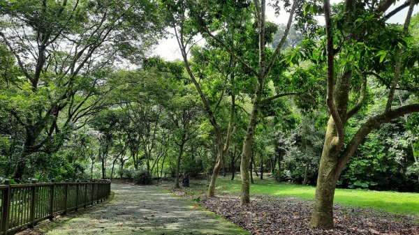 《彰化》玉蘭花香｜赤水崎公園步道及松柏坑山202308062241243