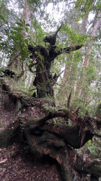 塔魔巴2天1夜來回/復興尖-四稜溫泉2357268