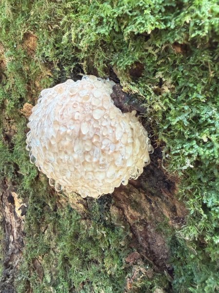 船型山林道賞雲海、烏石坑山、2432峰 山景海景一次到位2929296