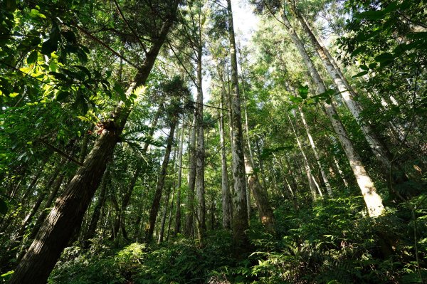 新北 烏來 山車廣山、檜山2567367