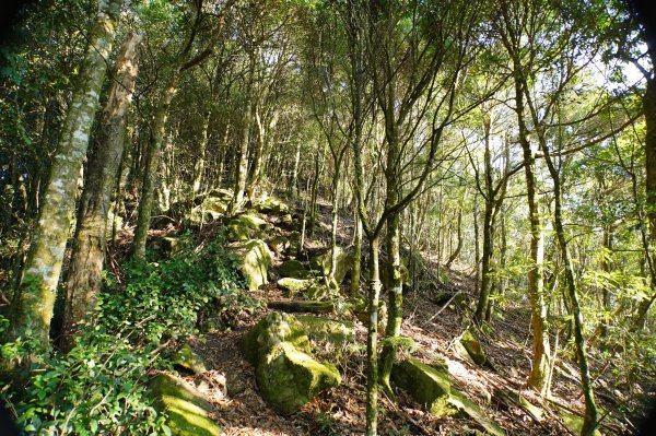 新竹 五峰 鳥嘴山、大窩山2956857
