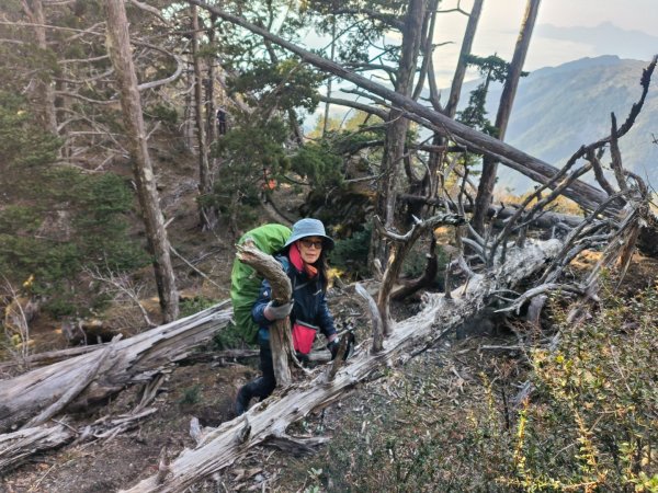 20240320 馬博8天縱走~第五天，馬里亞文路山，馬利加南山2471169