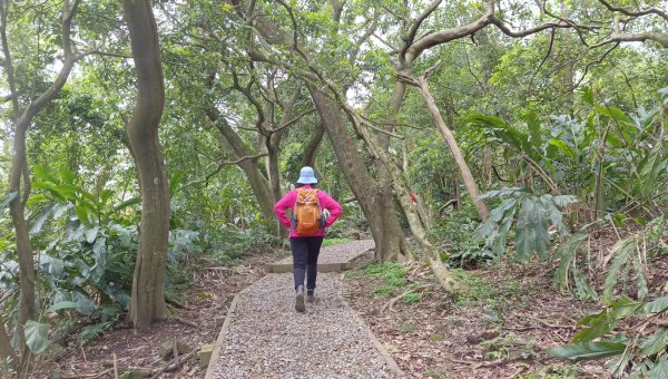 (姨婆趴趴走)第五十集:新北樹林大同山、青龍嶺、大棟山諸峰連走2751622
