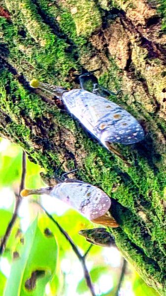 微笑山線大棟山系2838337