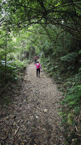2025-0505 觀音山土路追桐花+牛港稜步道2781374