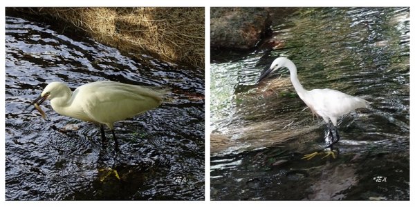 夏日/黃槿的花開1417611