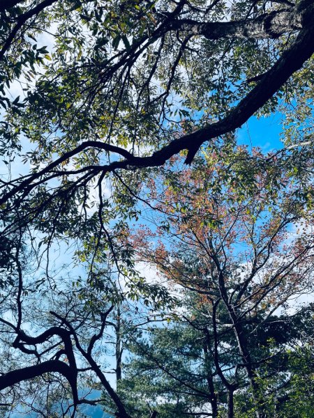 20241230 台中谷關捎來步道2739176