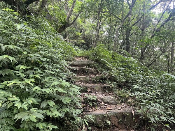 [淡蘭古道] 2024_0623 中路第五段-烏山越嶺古道2533829