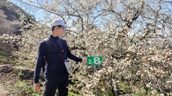 【台灣健行】尋梅六龜2687340