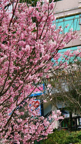 2/20 #天元宮 #墨染櫻(香水櫻)  #楓樹湖 #木蘭花(辛夷)2716229