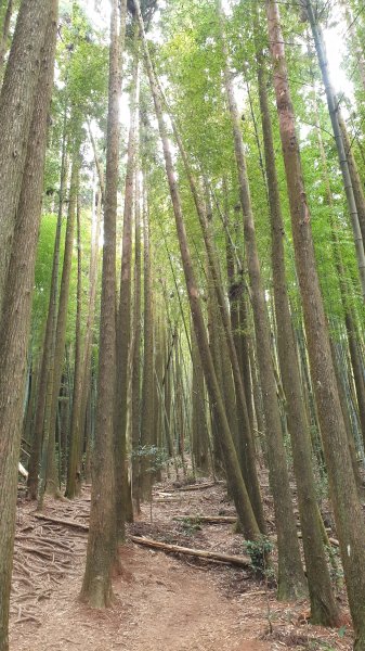 大雪山森林遊樂區+長壽山1157254