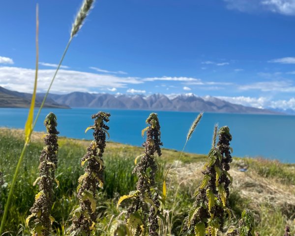 西藏的高山聖湖💙一措再措2907418