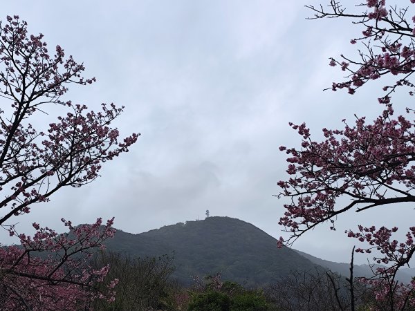 【新春賞櫻樂】平菁街42巷、宜蘭頭城火車站、二二八和平公園、東湖樂活公園3007697