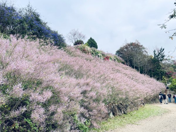 20250224 南投粉紅山丘麝香木秘境2743811