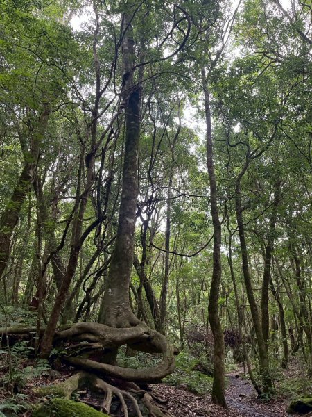 新竹 尖石 鎮西堡巨木群步道A線巨木群 毒龍潭2884748