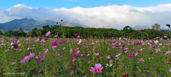 關渡花田，花好月圓2359230