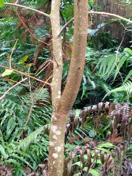 鳳鳴古道 鳳鳴山 南隘勇（南長城）古道 三湖山 八達嶺（龍骨）古道 綠色古道 延平古道2975138