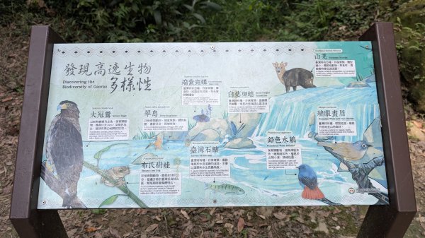 115.05.30高遶溪古圳步道-羅馬公路之旅3067189