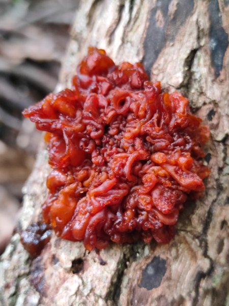 苗栗獅潭鳴鳳古道2929611