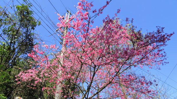 春天的顏色1279656