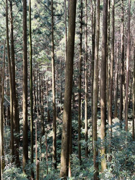 2020/03/12 那結山＆貴妃山 O形縱走1650321