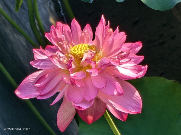 天龍國阿伯的日常-雲山水花鳥蝶 #日出 #牡丹蓮 #香水蓮 #手機拍攝 賞蝶趣 7/42826980