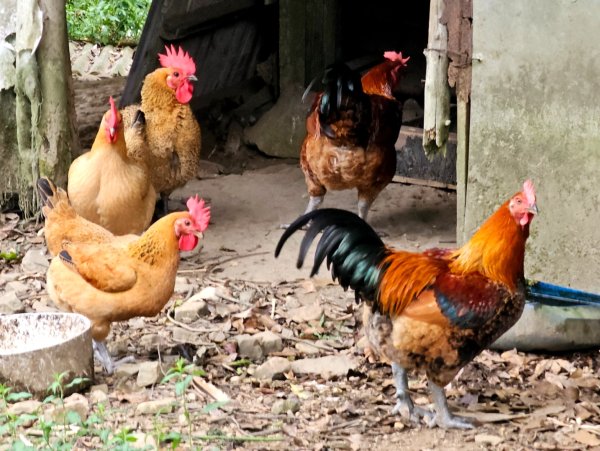 淡蘭中路第四段：威惠廟至灣潭古道登山口(崩山坑線)