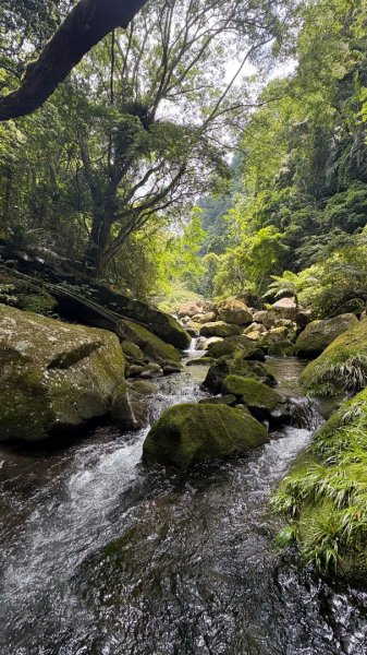 戲水（鴛鴦2786680