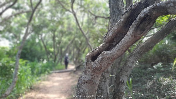 《台中》颱風前夕｜大肚環保公園登山步道(北段)202409292606729