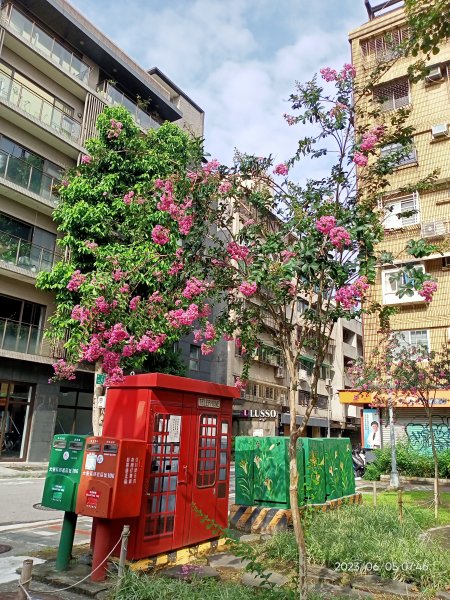 【走路趣尋寶, 全臺齊步走】師大三角公園、板橋新埔花市、內湖瑞陽公園、文德三號公園、桃園龜山大坪頂公園