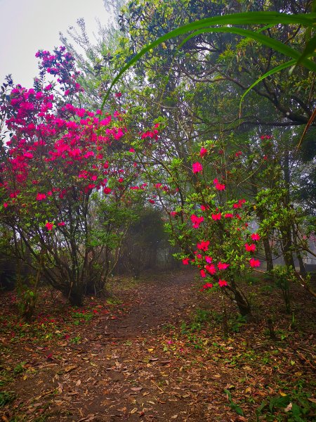 獅仔頭山-小百岳-編號0201366362