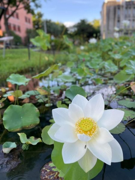 夜衝台大追ㄧ夜美人/穗花棋盤腳2574201