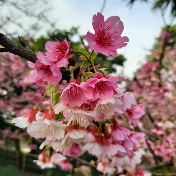 粉粉三色櫻、木蓮花、山茶花爭奇鬥艷812112