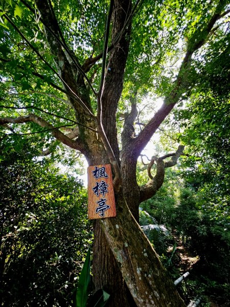(鳶山山系)鳶山彩壁-2025微笑山線大縱走尋寶集章任務2855199